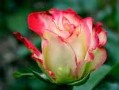 Rose Rose